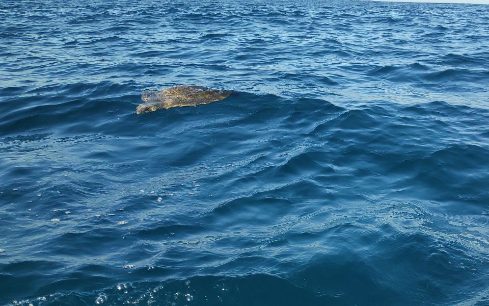 צבי ים בפוארטו אסקונדידו במקסיקו