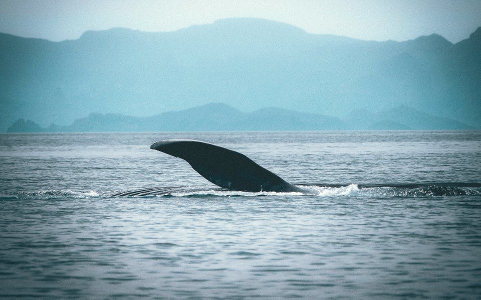 סיור לוויתנים במקסיקו