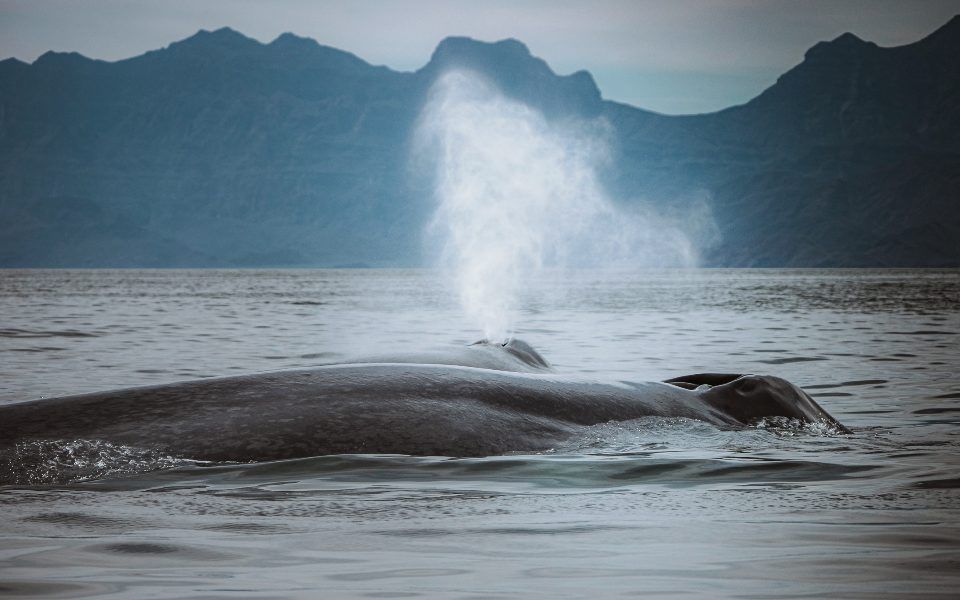 צפייה בלוויתנים במקסיקו