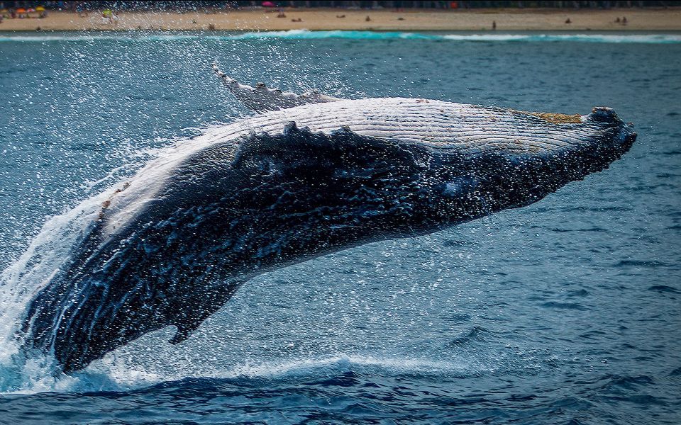 סיורי צפייה בלוויתנים ודולפינים במקסיקו